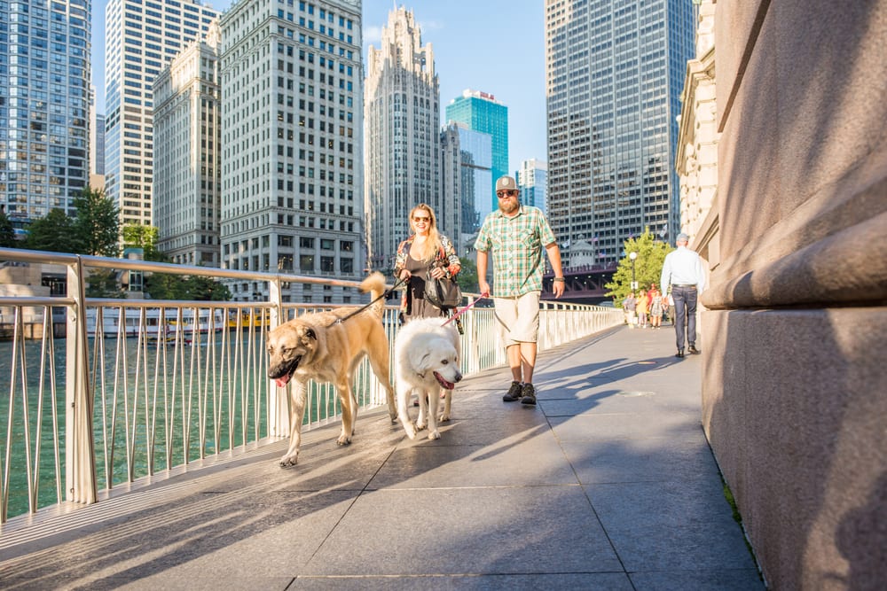 The Top The Most Pet-friendly Cities in 2020